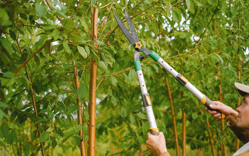 Tree trimming in Dade City, FL